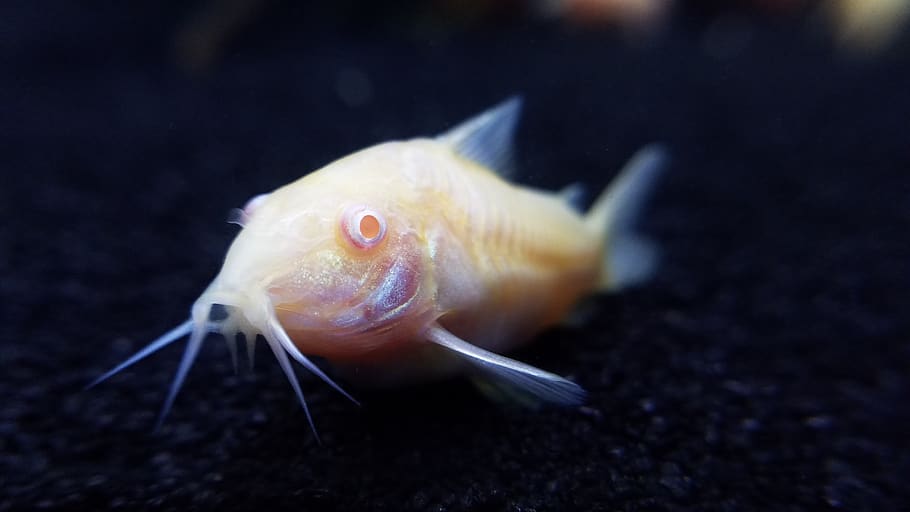 albino cory catfish