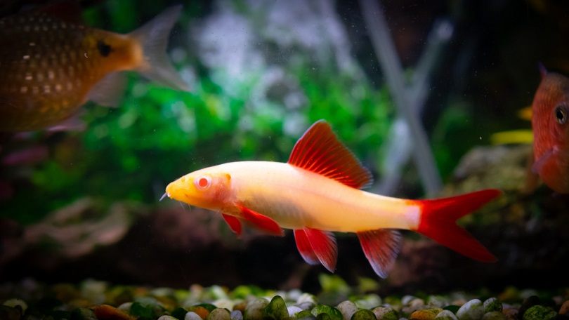 albino-rainbow-shark_FoxPix1_shutterstock