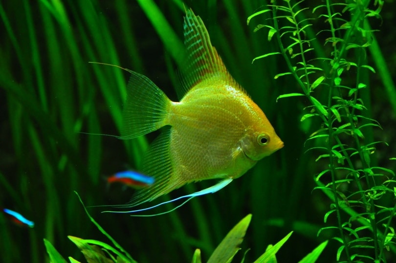 angelfish in aquarium