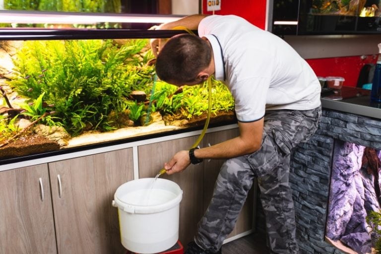 How to Clean a Turtle Tank: 9 Vet-Reviewed Tips | Hepper Pet Resources