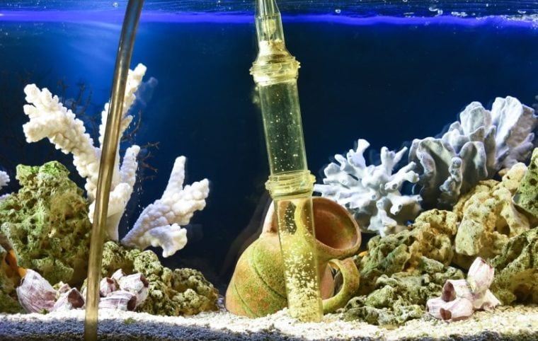 Image showcasing How to Change Goldfish Water in Your Tank (in 5 Steps) | Hepper Pet ...