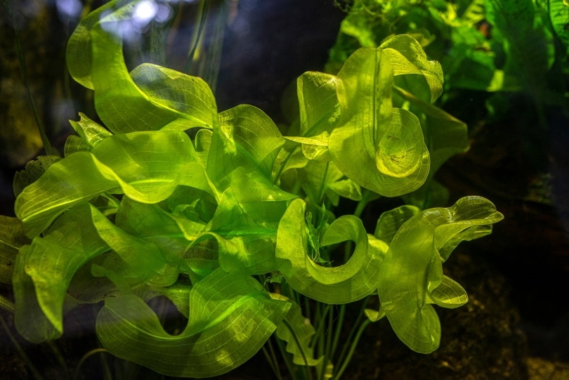 aquarium plant aponogetone