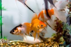 How to Tell the Gender of a Goldfish: Top 5 Methods to Sex Your Fish