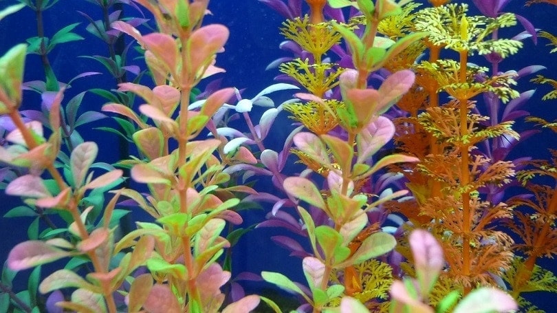 aquatic-plants-pixabay