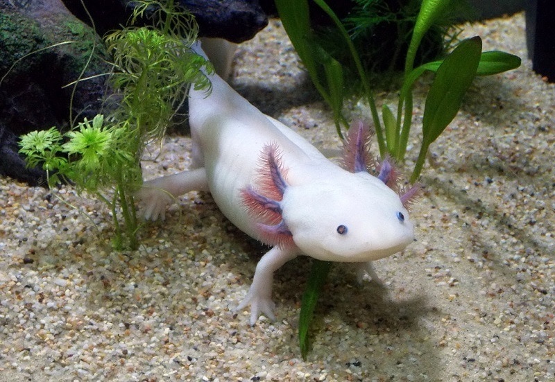 axolotl in sand with plants