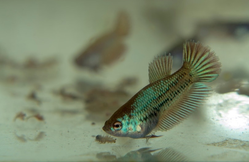 baby betta