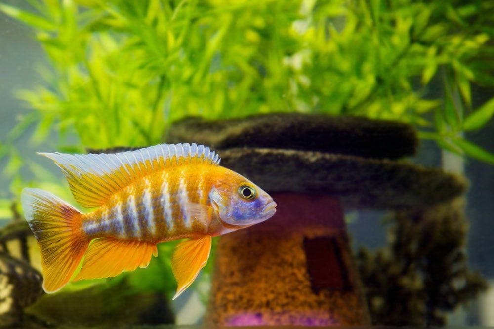 beautiful African cichlid swimming in aquarium with plants