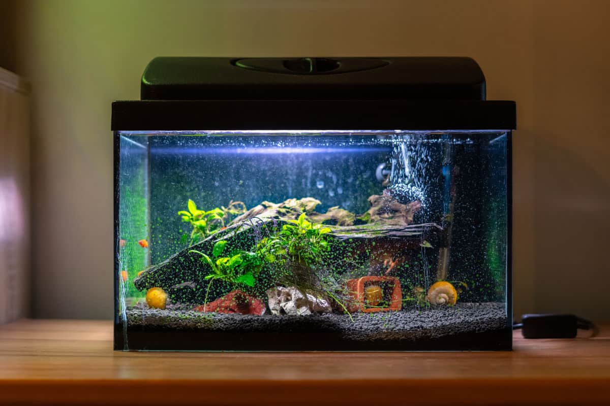 A small 10 gallon fish tank on a wooden surface
