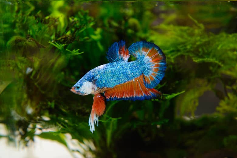 a planted betta tank, with side view of a blue and red betta