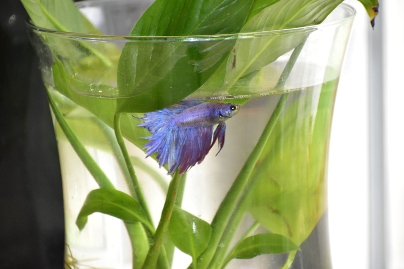 betta fish in bowl