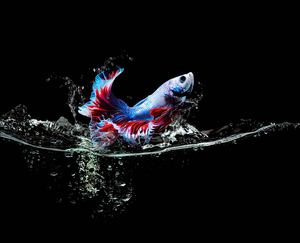 betta fish jumping out of water