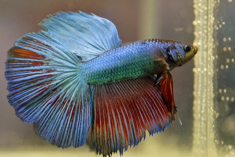 betta fish losing its color