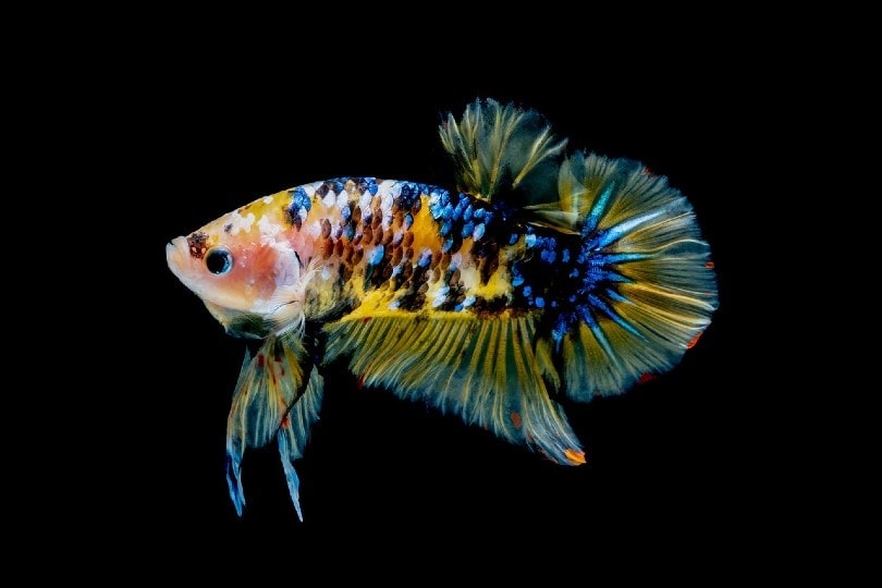 betta fish on black background