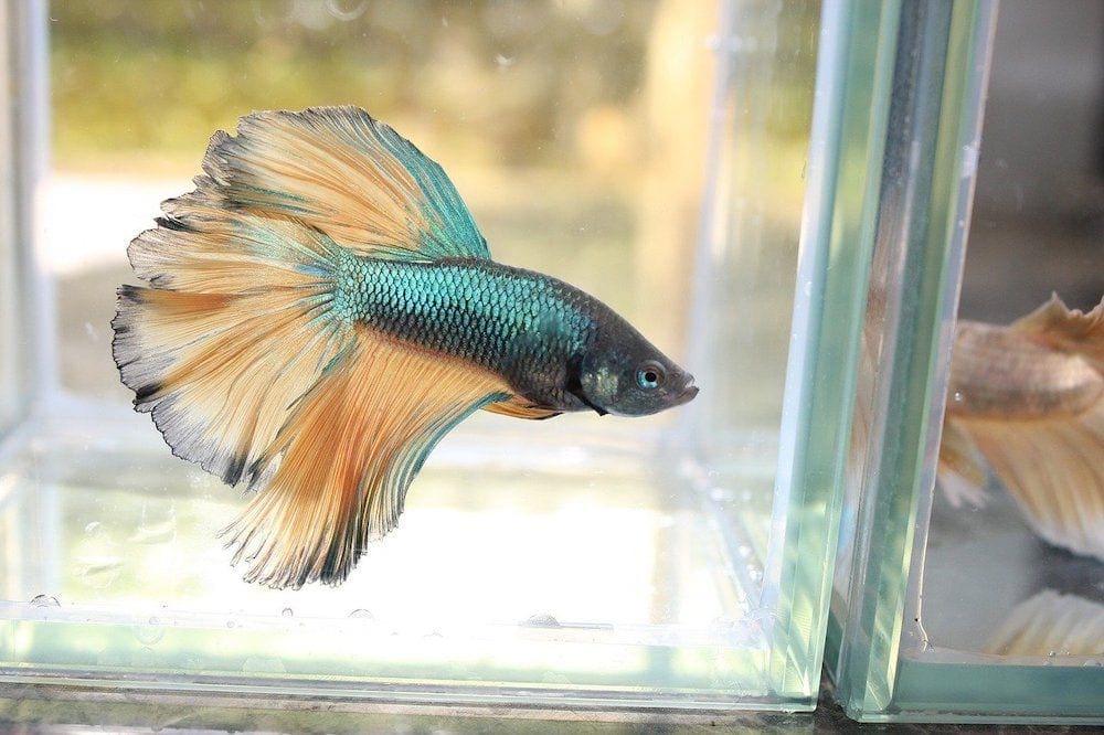 betta fish shimmery