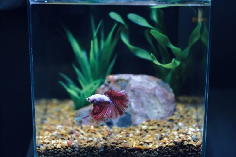 betta inside aquarium