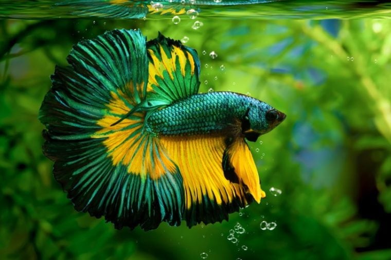 Hepper Fish 8 Rare Betta Fish Colors: Traits & Fin Types | Hepper Pet Resources