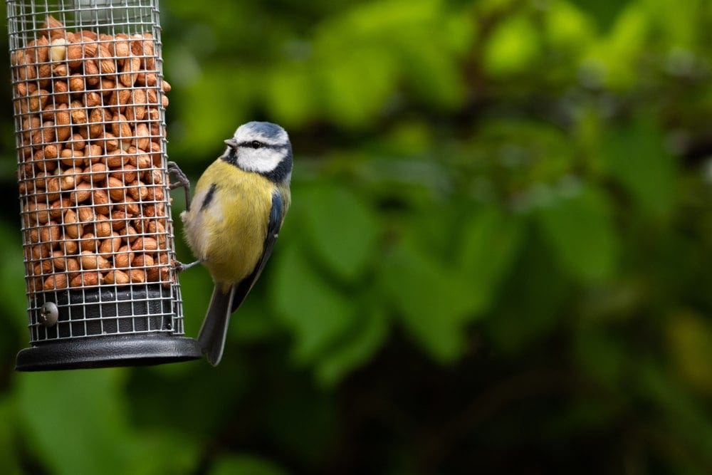 bird feeder