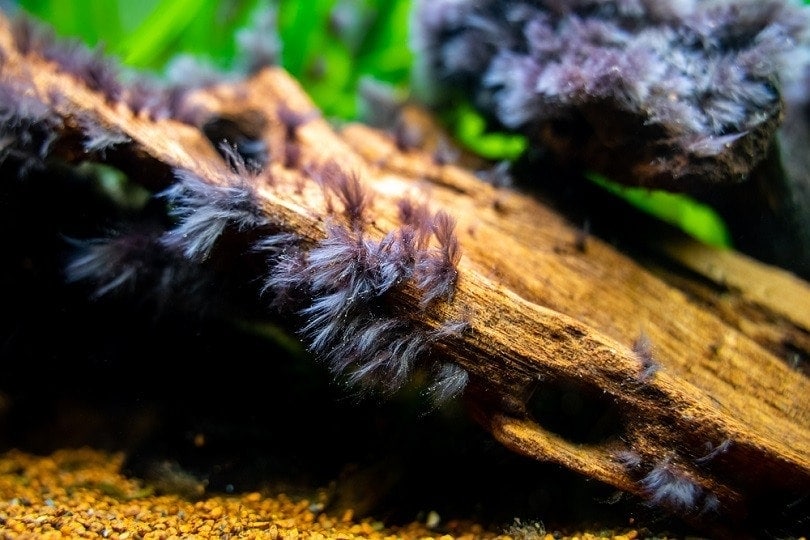 black-beard-algae-or-brush-algae_Joan-Carles-Juarez_shutterstock3