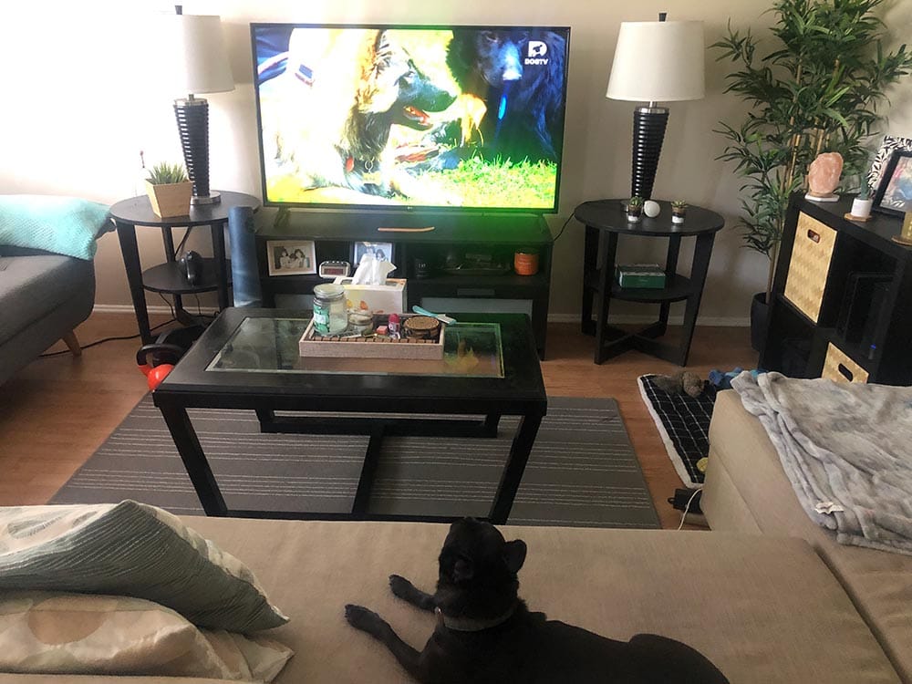 black dog watching dogtv