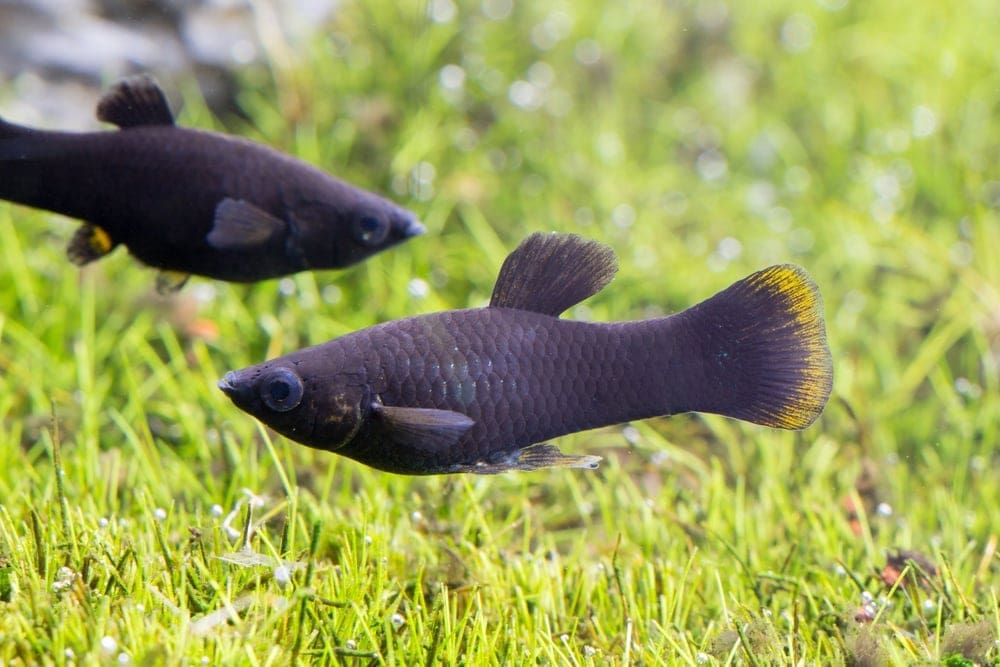 black molly fish