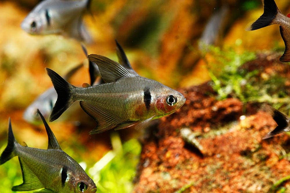 black phantom tetra