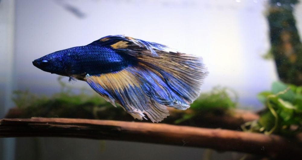 blue betta fish