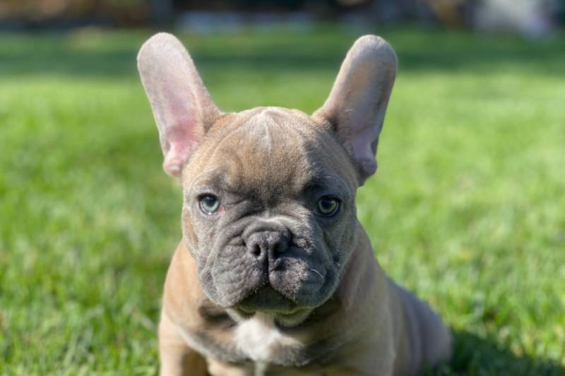 blue fawn French bulldog puppy lying on grass close up