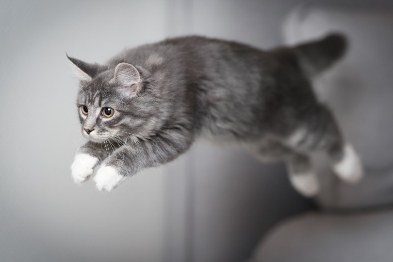 blue tabby maine coon jumping