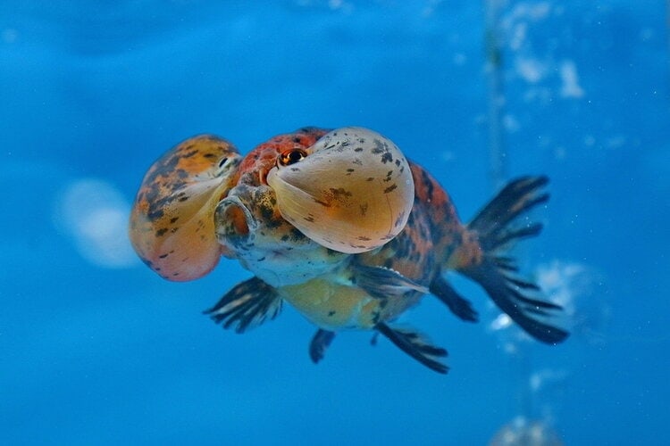 bubble eye goldfish