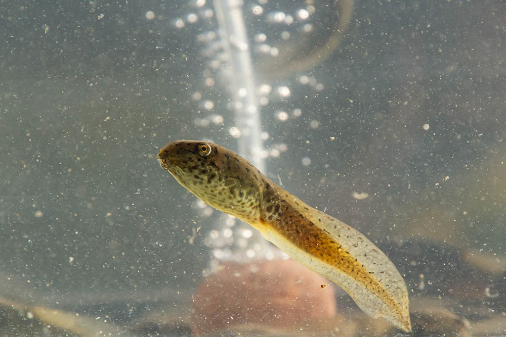 Bullfrog tadpoles swimming in the aquarium
