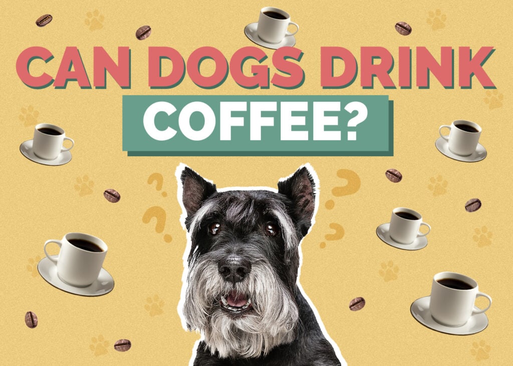 Can Dogs Drink Coffee