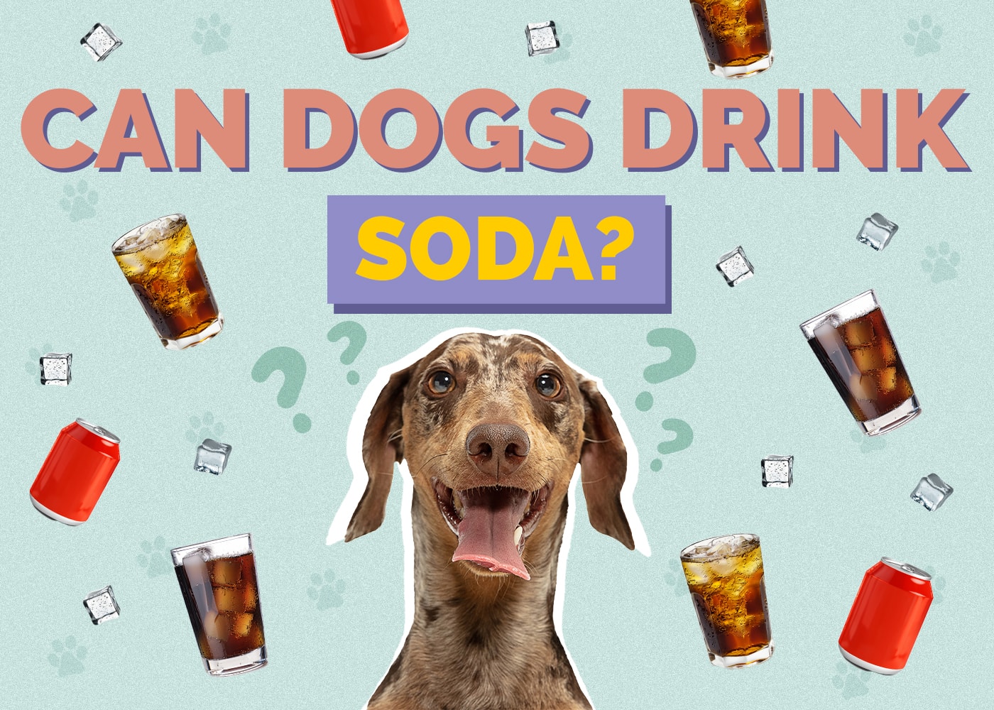 Can Dogs Drink Soda