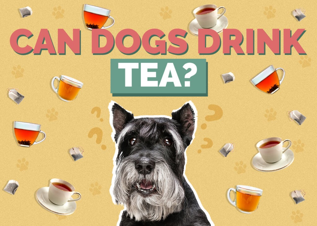 Can Dogs Drink Tea
