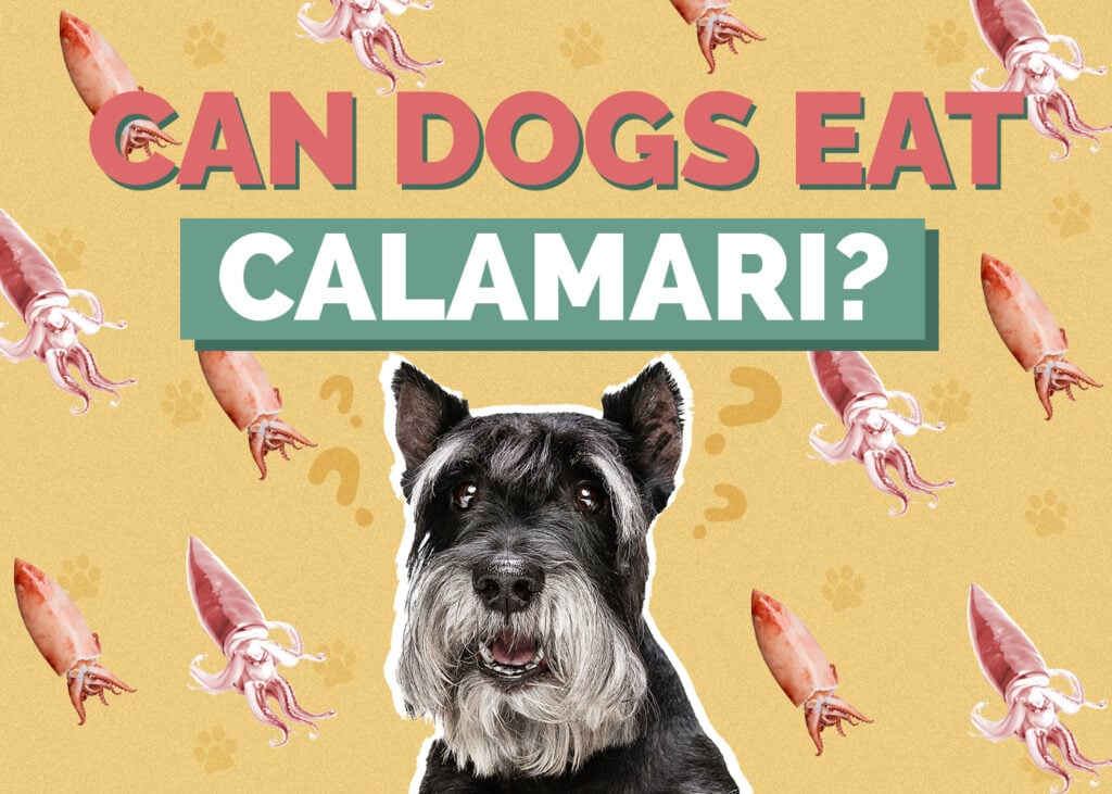Can Dogs Eat Calamari