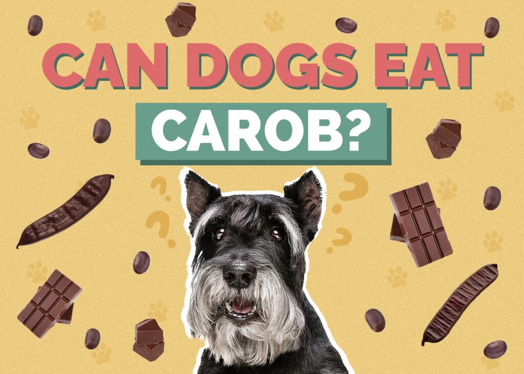 Can Dogs Eat Carob
