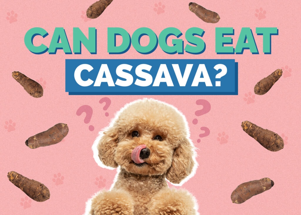 Can Dogs Eat Cassava