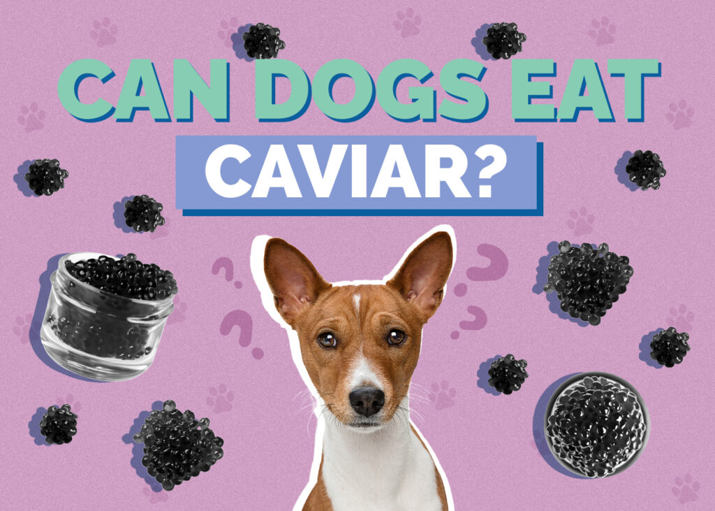 Can Dogs Eat Caviar