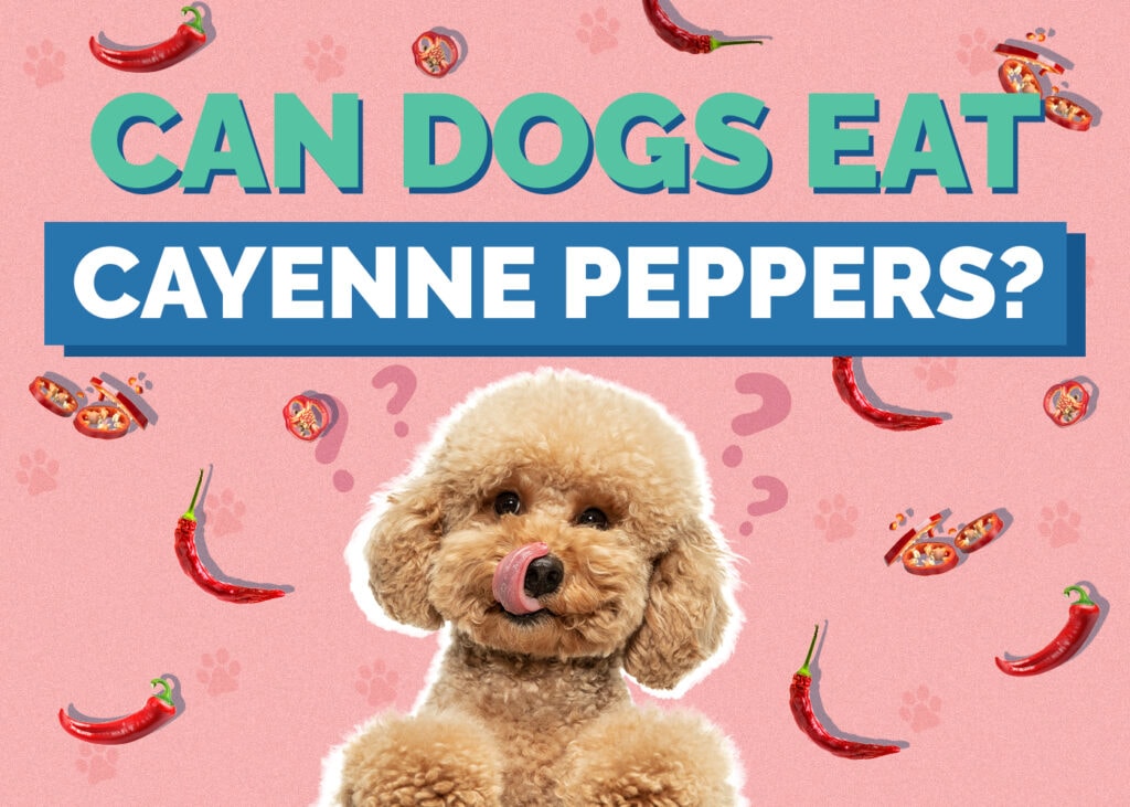 Can Dogs Eat Cayenne Peppers