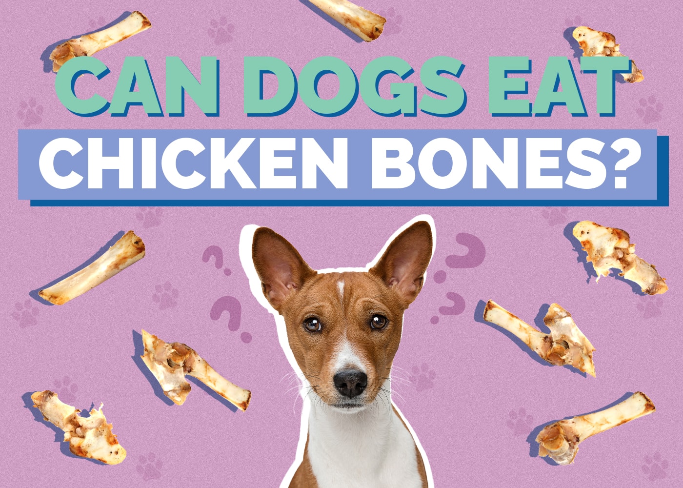Can Dogs Eat Chicken Bones