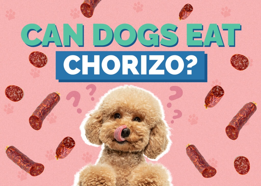 Can Dogs Eat Chorizo