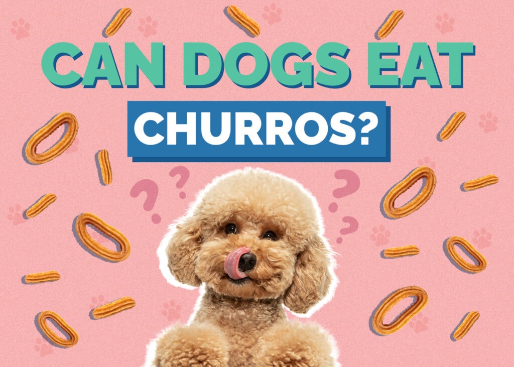 Can Dogs Eat Churros
