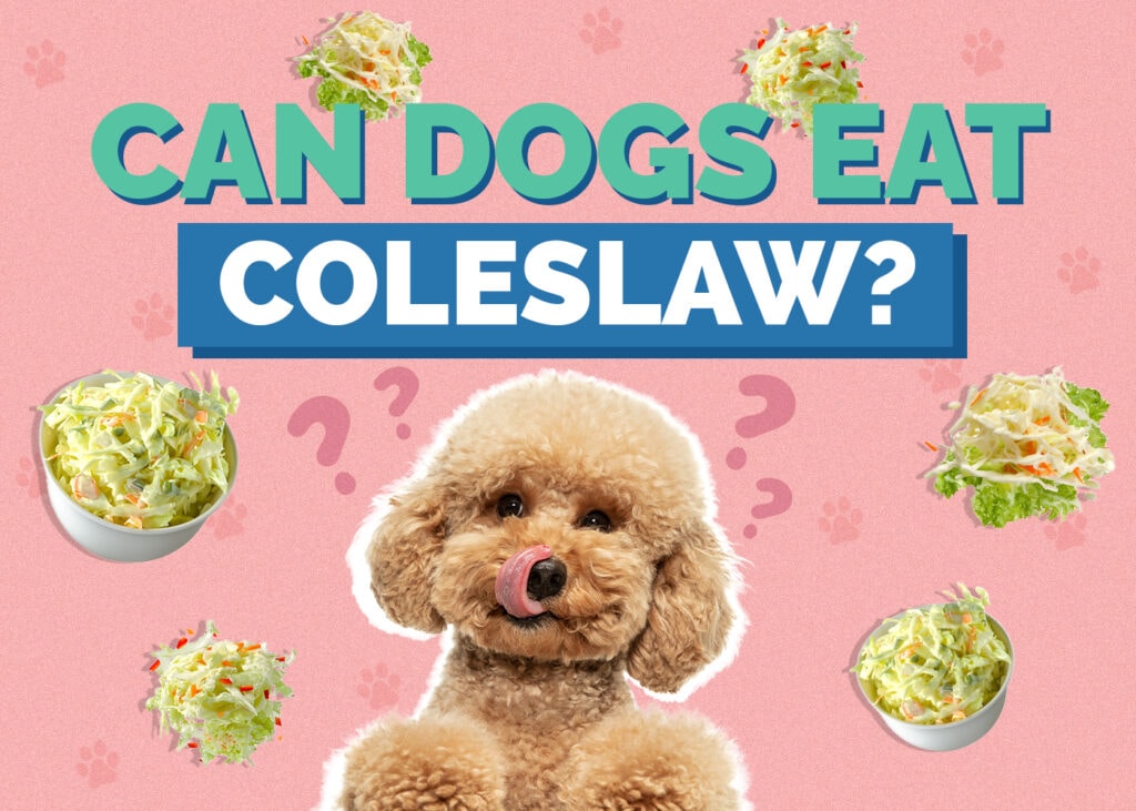 Can Dogs Eat Coleslaw