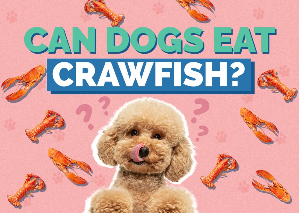 Can Dogs Eat Crawfish