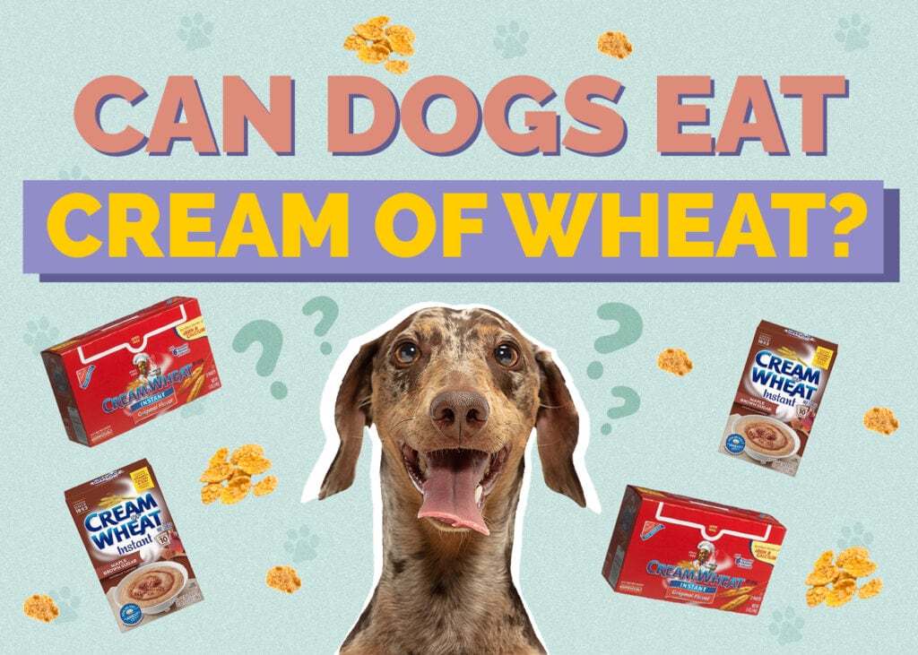 Can Dogs Eat Cream of Wheat