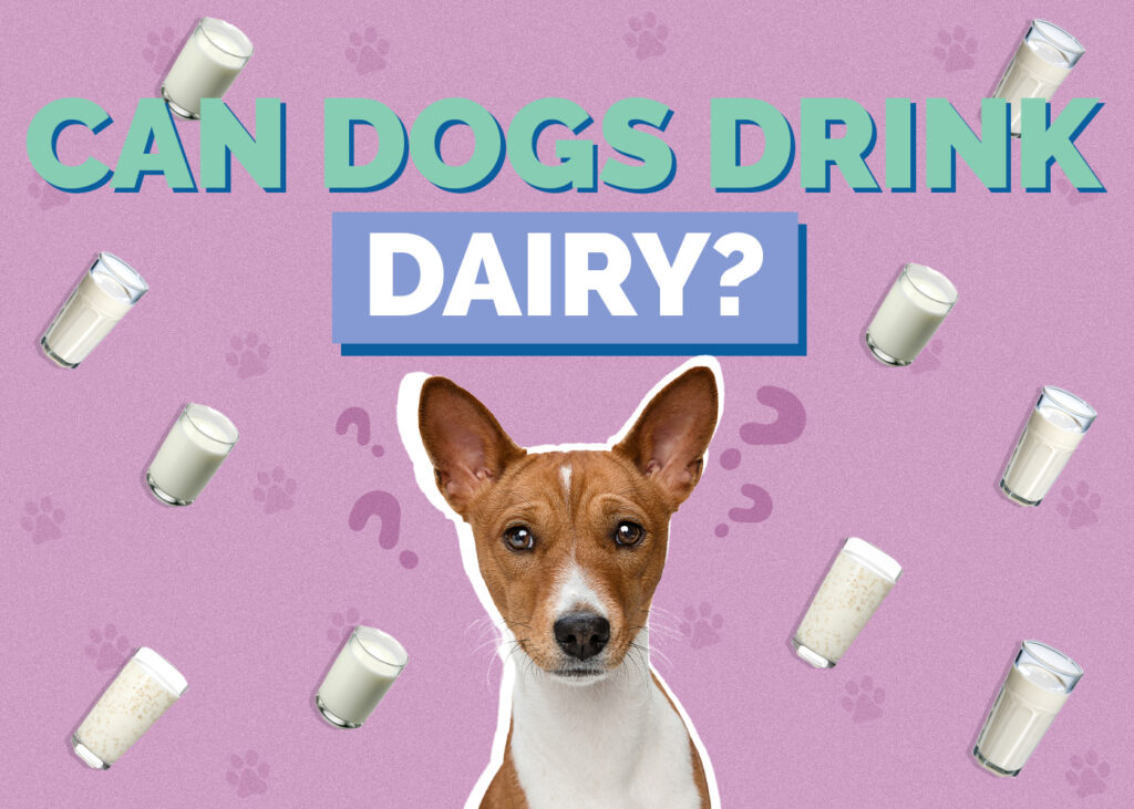 Can Dogs Eat Dairy