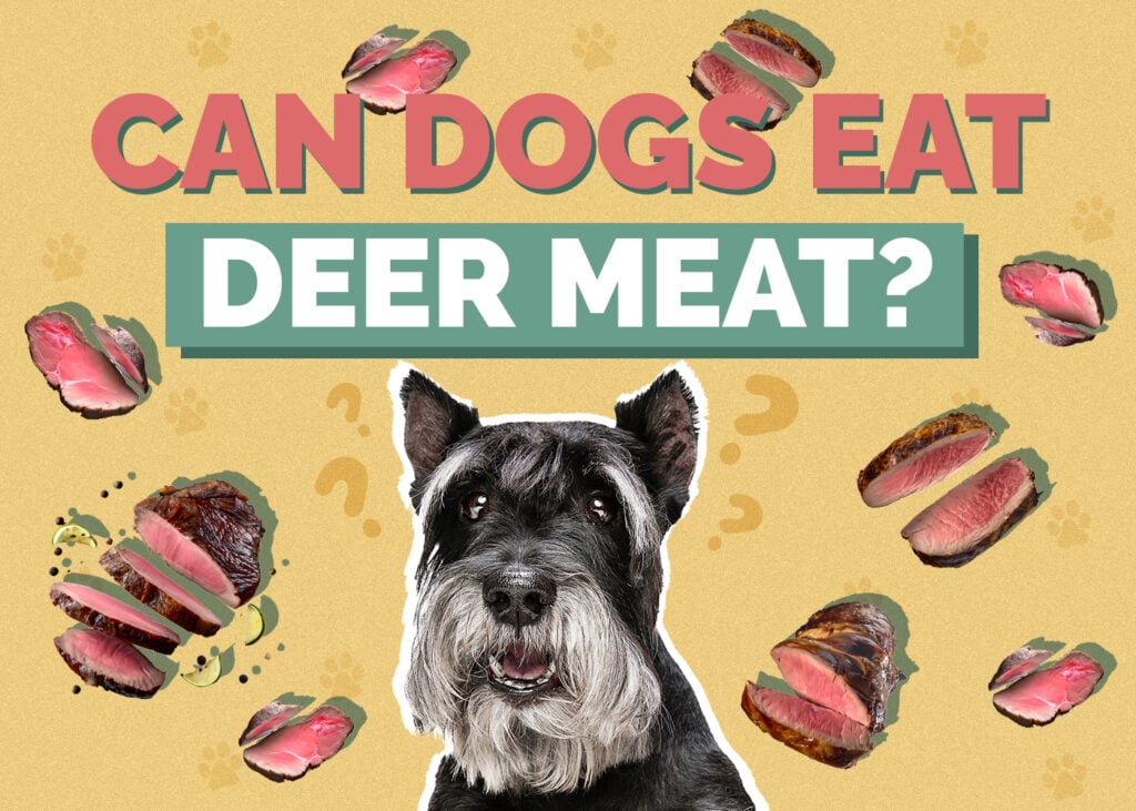 Can Dogs Eat Deer Meat