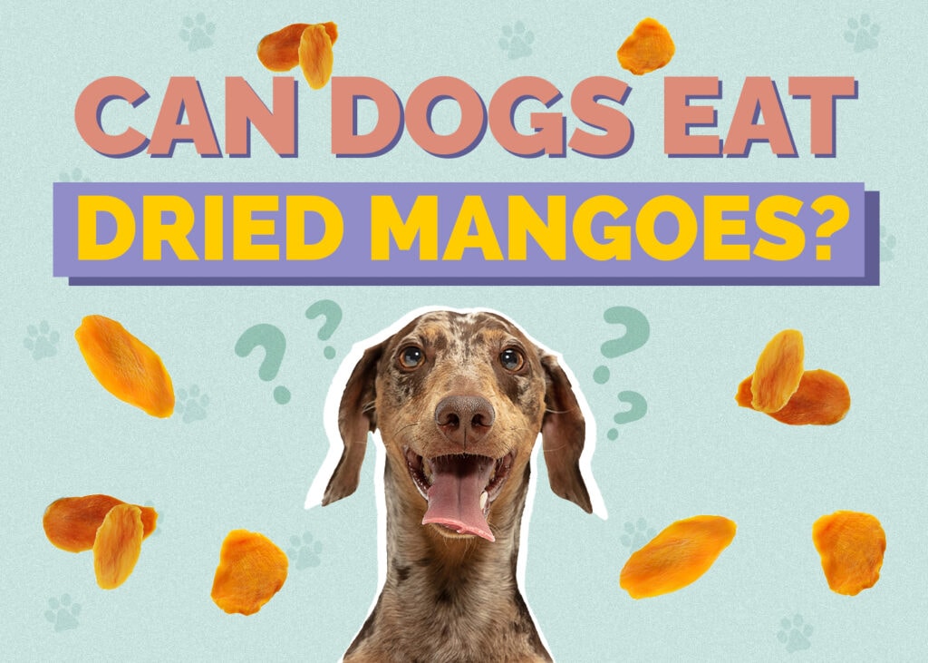 Can Dogs Eat Dried Mangos