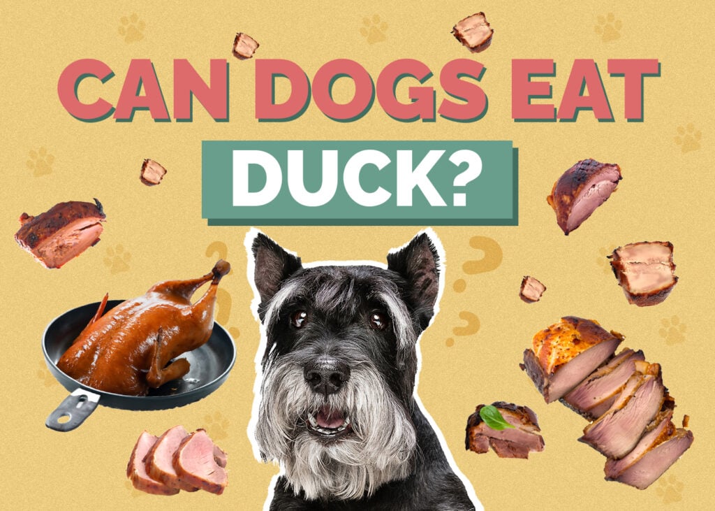 Can Dogs Eat Duck