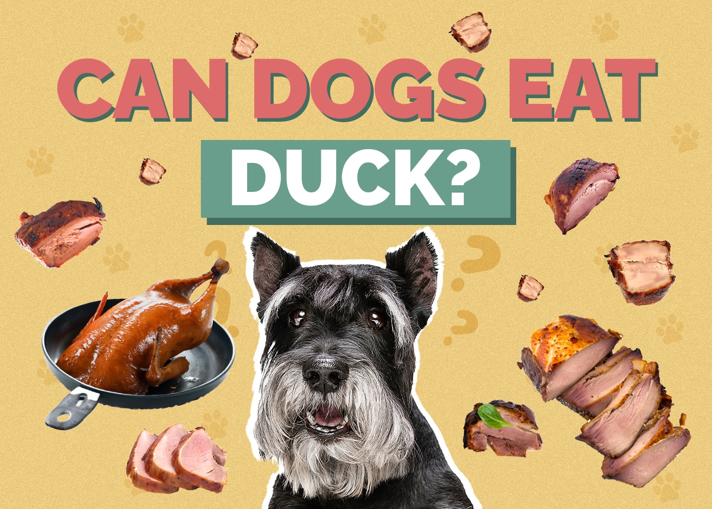 Can Dogs Eat Duck