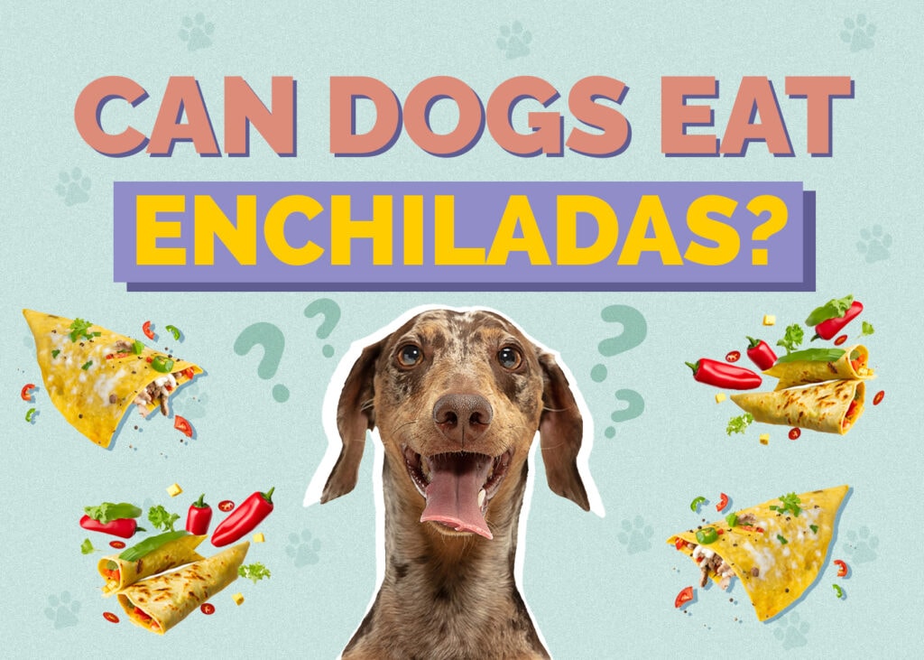 Can Dogs Eat Enchiladas